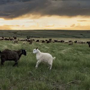 国产成人午夜毛片在线

